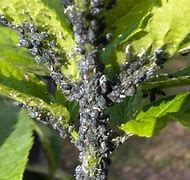 Image result for "bean-aphid"