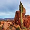 Image result for Desert Cactus Red Sky