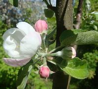 Image result for Flower Grove Apple Hill