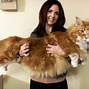 Image result for World's Biggest Cat