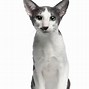 Image result for Oriental Bicolor Cat