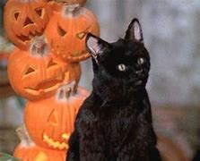 Image result for Salem Cat Sabrina