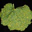 Image result for Alcea rosea new york scallop