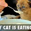 Image result for Cat Story Ideas