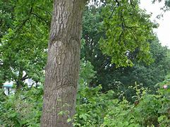 Image result for bomen