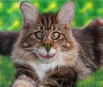 Image result for Very Funny Cat Pictures