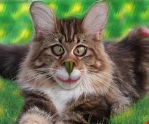 Image result for Really Funny Backgrounds