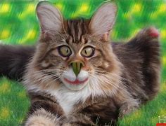 Image result for Awesome Funny Cat