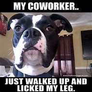 Image result for Funny Dog Memes About Work