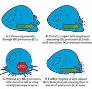 Image result for Cell Movement