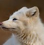 Image result for Arctic Fox Background