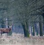 Image result for Netherlands Wildlife
