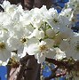 Image result for Spinrg Blossom White Flowers