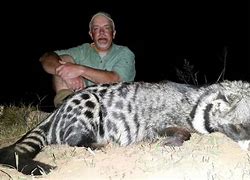 Image result for Civet Cat South Africa