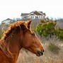 Image result for Wild Horses of Corolla NC