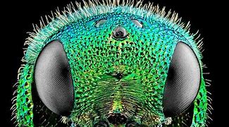 Image result for Incredible Macro Photography