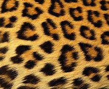 Image result for Leopard Print Screensaver
