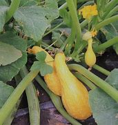 Image result for Yellow Crookneck Squash