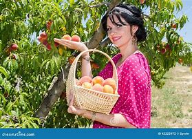 Image result for People Picking Fruit