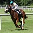 Image result for Horse Race Background