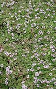 Image result for Phyla nodiflora Summer Pearls
