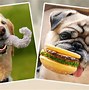 Image result for Funny Dog Chew Toys