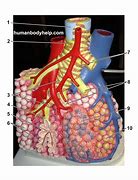 Image result for aoveolar