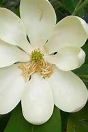 Image result for Moonglow Sweetbay Magnolia