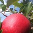 Image result for Autumn Crisp Apple