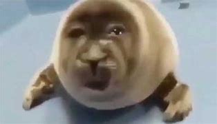 Image result for Clapping Seal Meme