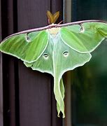 Image result for Luna Moth