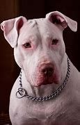 Image result for Pit Bull Buf