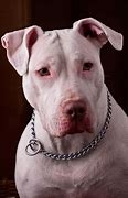 Image result for Long Hair Pit Bull