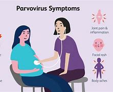 Image result for Parvovirus Infection