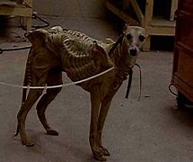 Image result for Alien Dog Movie