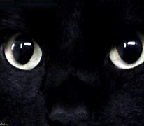 Image result for Black Cat Screensaver