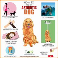 Image result for Dog Arthritis Medicine