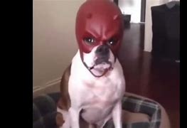 Image result for Dog with Devil Mask Meme