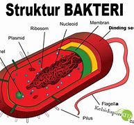 Image result for Struktur Dinding Sel Bakteri