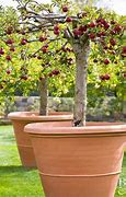 Image result for 6 in One Dwarf Fruit Tree