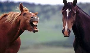 Image result for LOL Funny Horse
