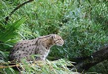 Image result for Fishing Cat Breed