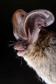 Image result for Tasmanian Bats