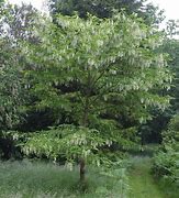 Image result for Pterostyrax corymbosa