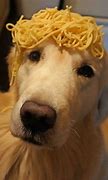 Image result for Pets Eating Pasta Funny