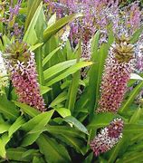 Image result for Eucomis comosa purple-leaved