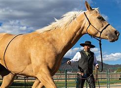 Image result for Western Horse with Neck Rope On