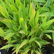 Image result for Chasmanthium latifolium Little Ticker