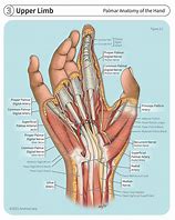 Image result for Thumb and Hand Anatomy