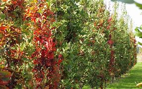 Image result for Quercus bimundorum Crimson Spire